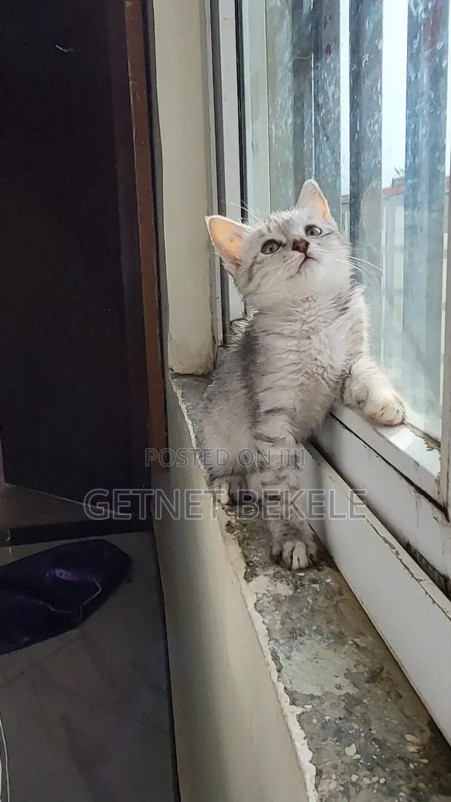 1-3 months Female Purebred Cat