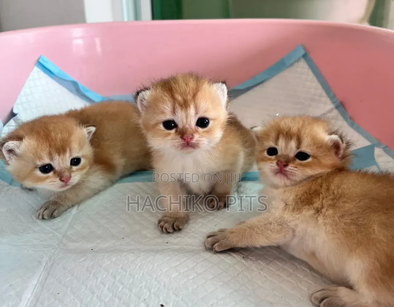 1-3 months Male Purebred American Bobtail