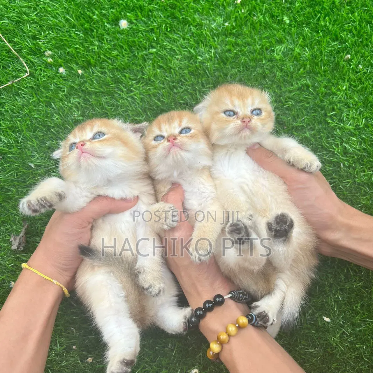 1-3 months Male Purebred American Curl