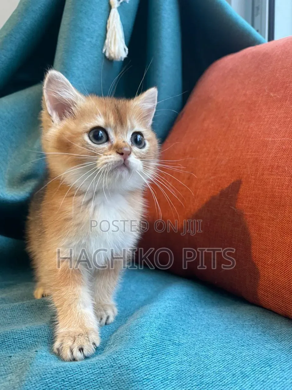 1-3 months Male Purebred American Wirehair