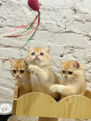1-3 months Male Purebred American Bobtail