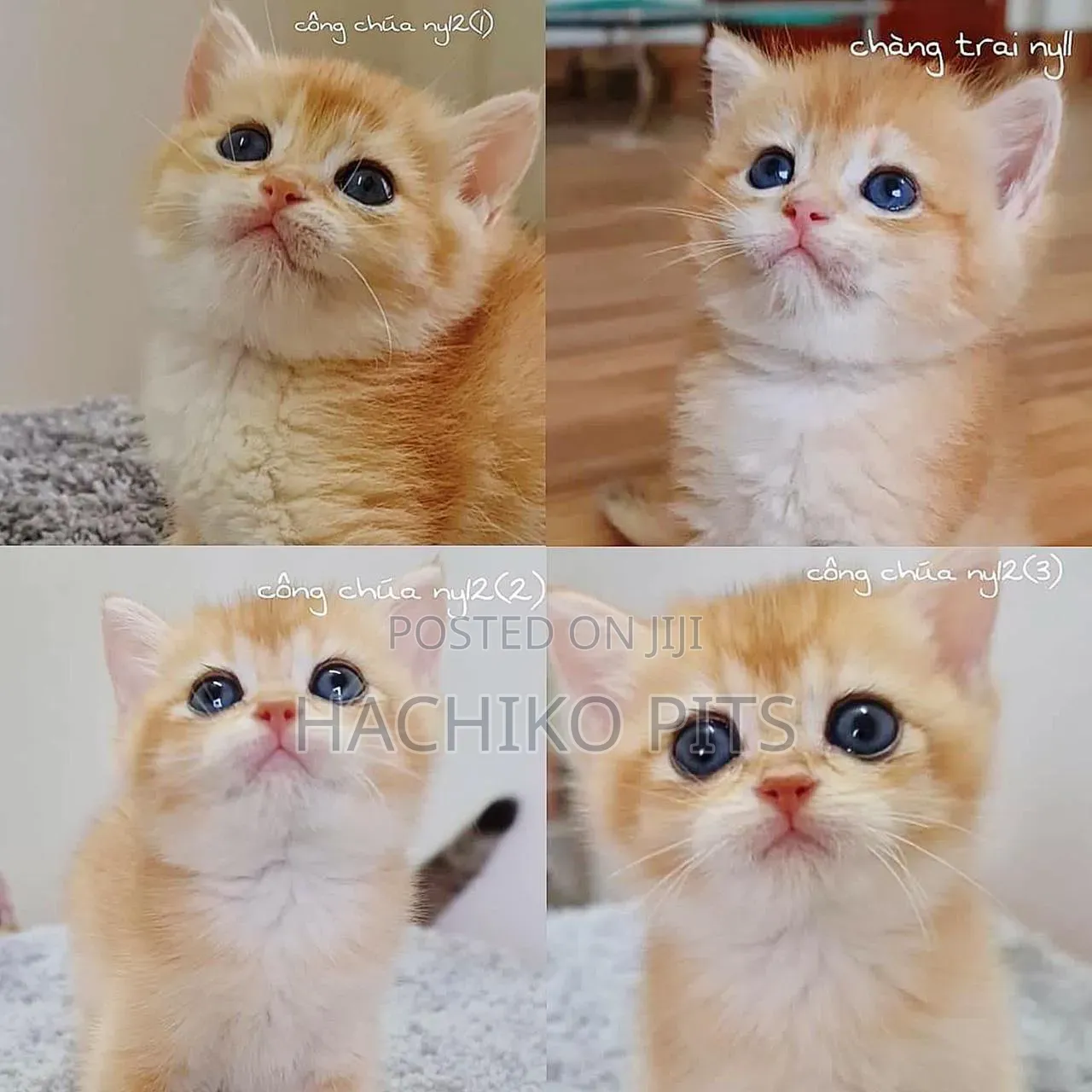 1-3 months Male Purebred American Curl