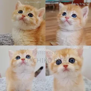 1-3 months Male Purebred American Curl