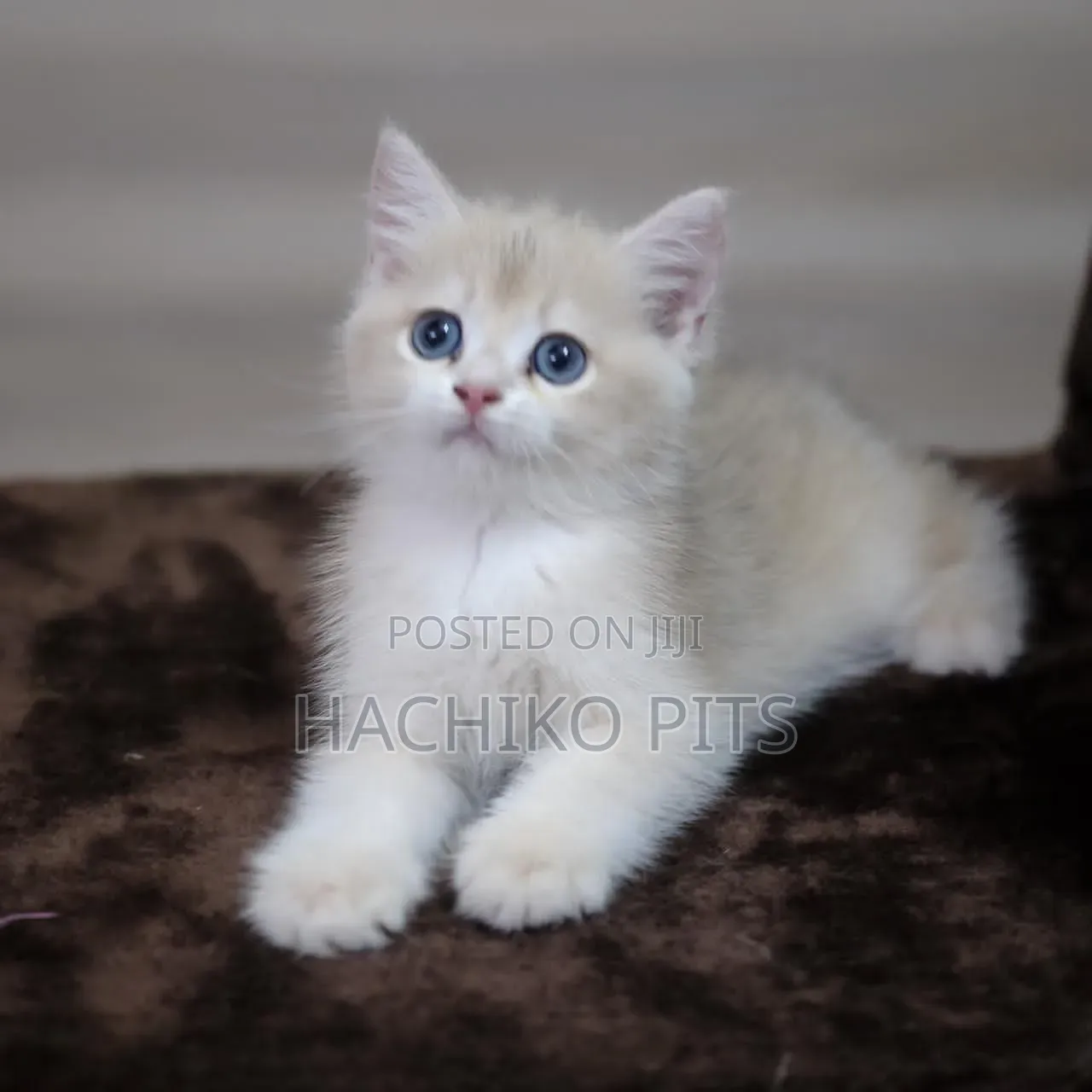 1-3 months Male Purebred American Curl