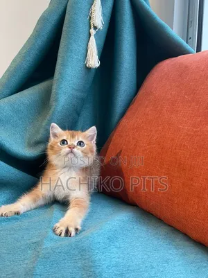 1-3 months Male Purebred American Wirehair