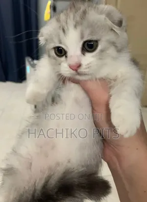 1-3 months Male Purebred British Shorthair