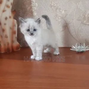1-3 months Male Purebred Chinese Li Hua