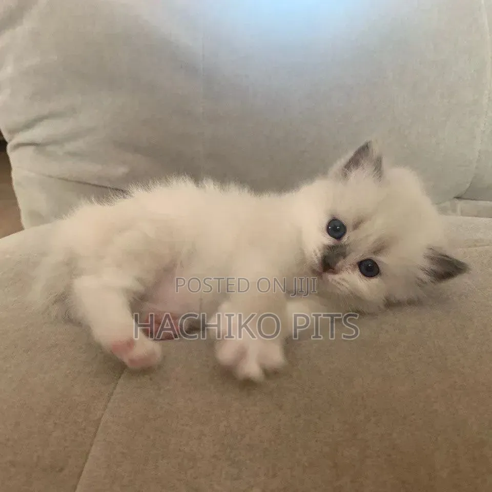 1-3 months Female Purebred American Wirehair