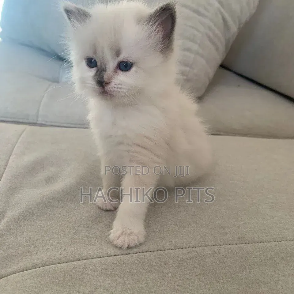 1-3 months Male Purebred Bengal
