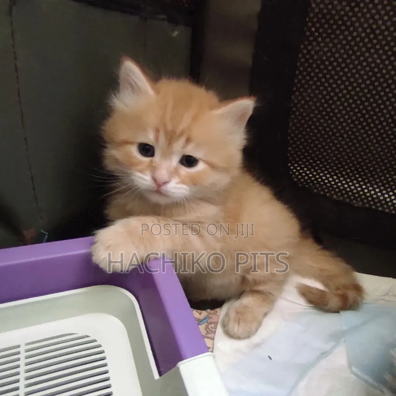 1-3 months Male Purebred American Bobtail