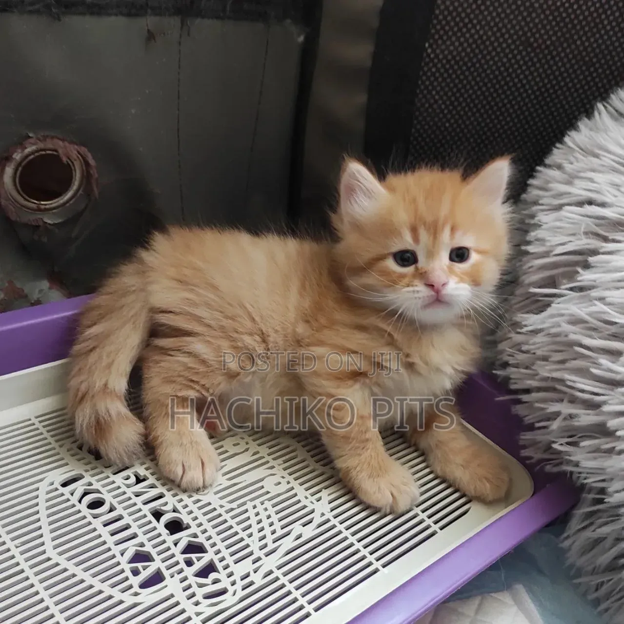 1-3 months Male Purebred American Wirehair