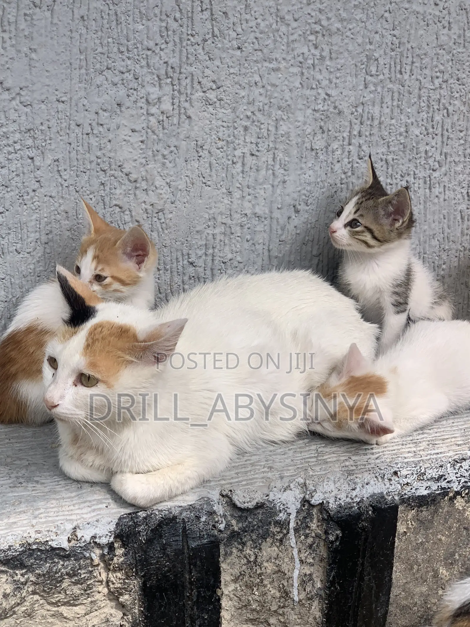 1-3 months Male Purebred Abyssinian