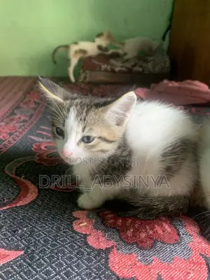 1-3 months Male Purebred Abyssinian
