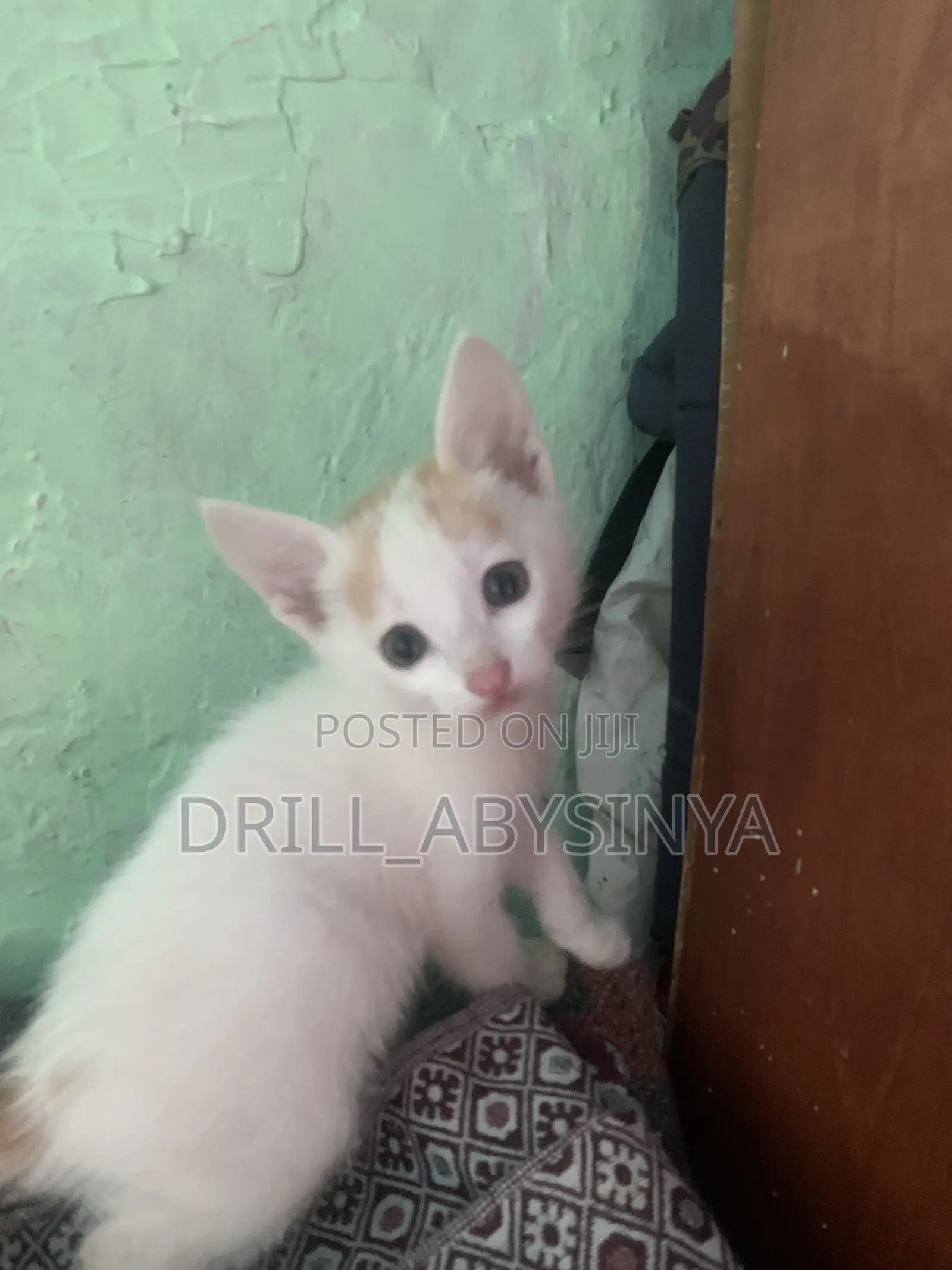 1-3 months Male Purebred Abyssinian