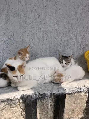 1-3 months Male Purebred Abyssinian