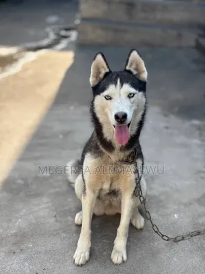 1+ year Female Purebred Siberian Husky