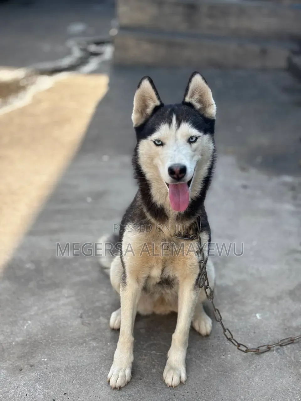 1+ year Female Purebred Siberian Husky