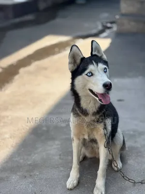 1+ year Female Purebred Siberian Husky