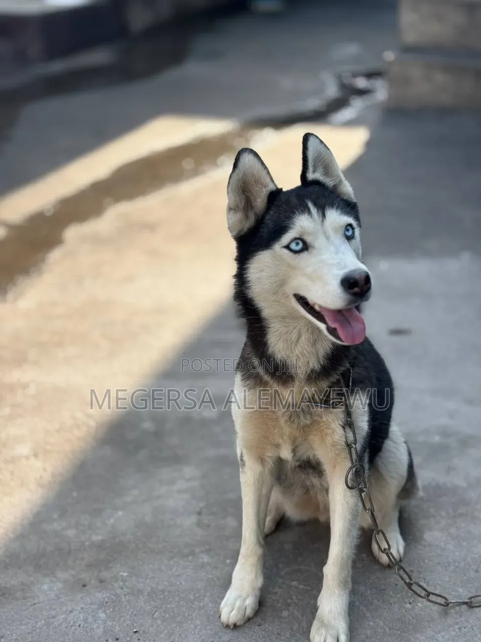 1+ year Female Purebred Siberian Husky