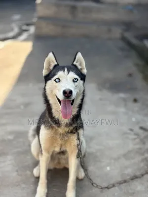 1+ year Female Purebred Siberian Husky