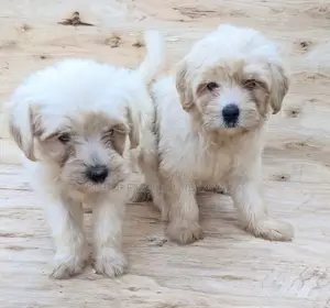 1-3 months Female Purebred Maltese