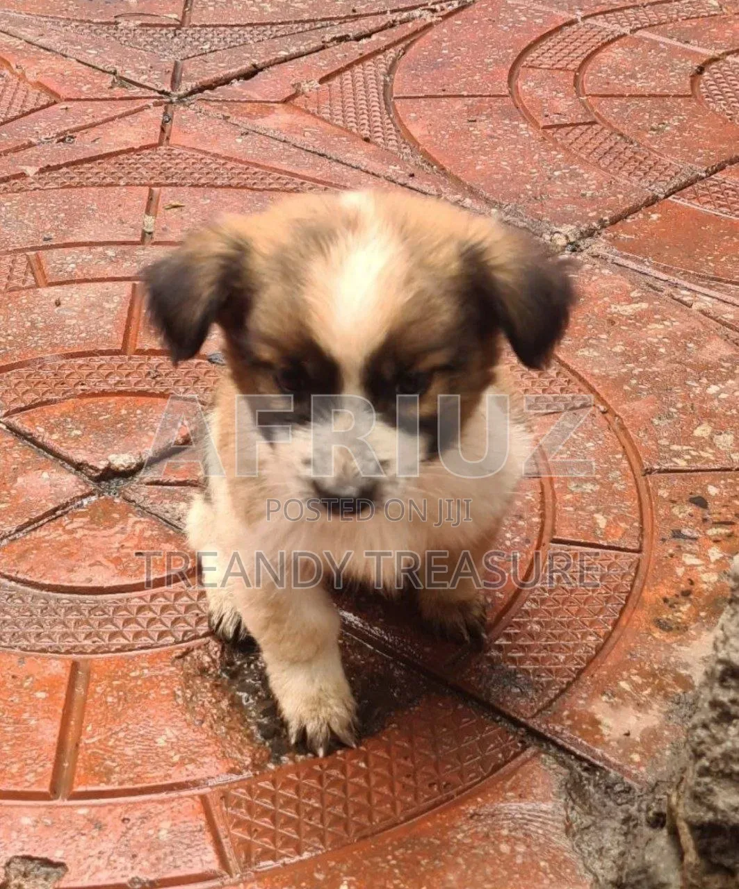 1-3 months Male Purebred Dog