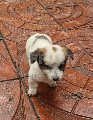 1-3 months Male Purebred Dog