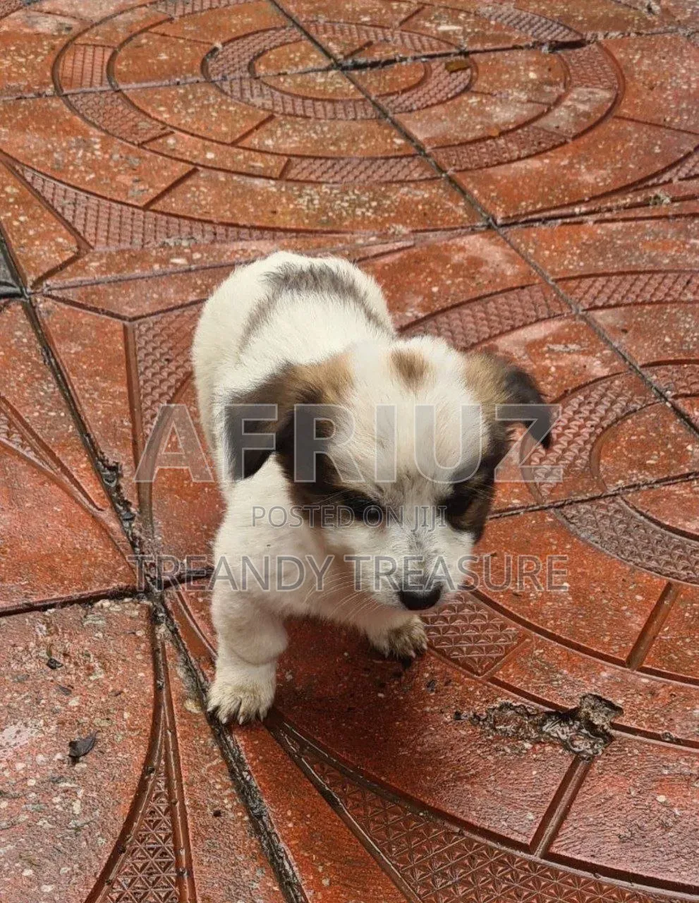 1-3 months Male Purebred Dog