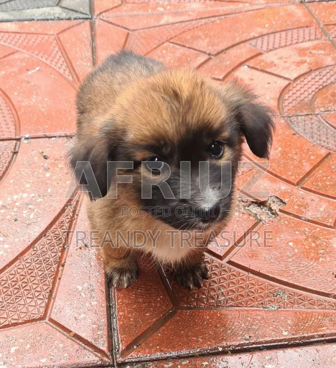 1-3 months Male Purebred Dog