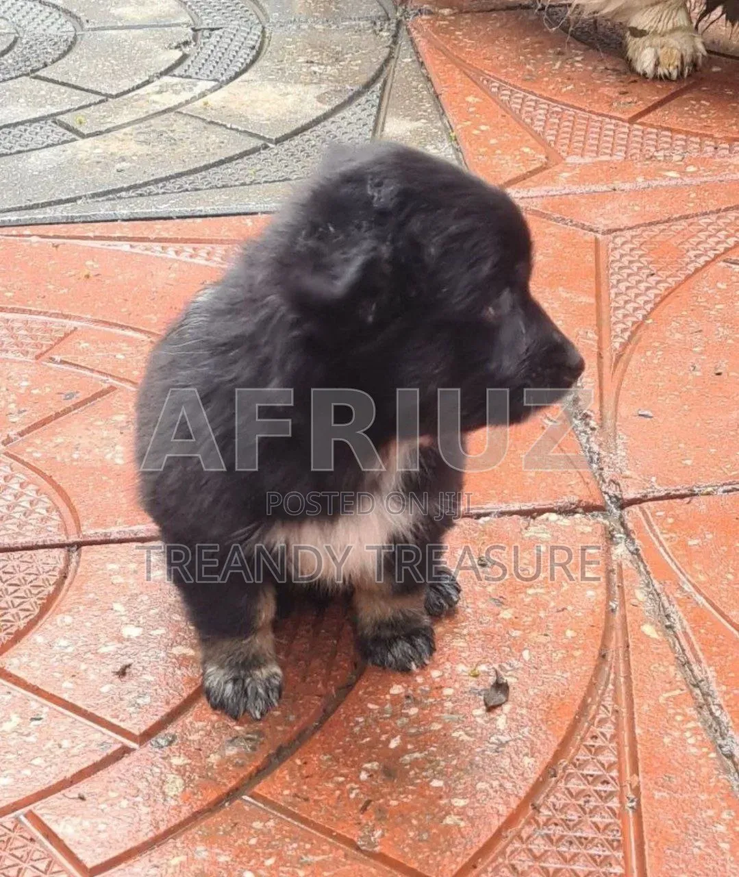 1-3 months Male Purebred Dog