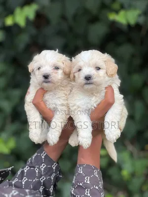1-3 months Male Purebred Maltese