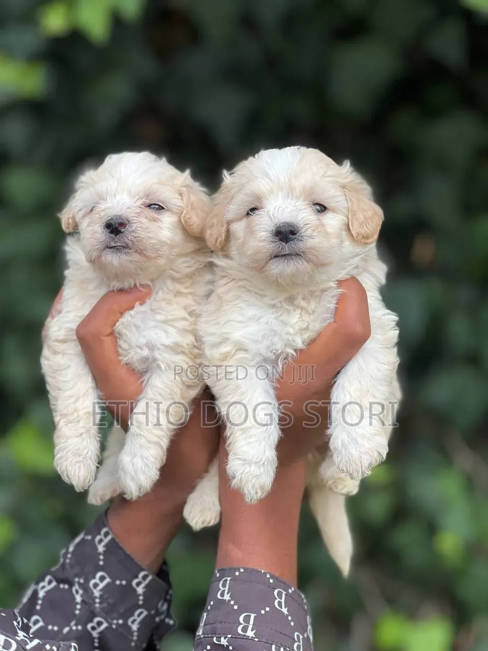 1-3 months Male Purebred Maltese
