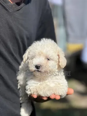 1-3 months Male Purebred Maltese