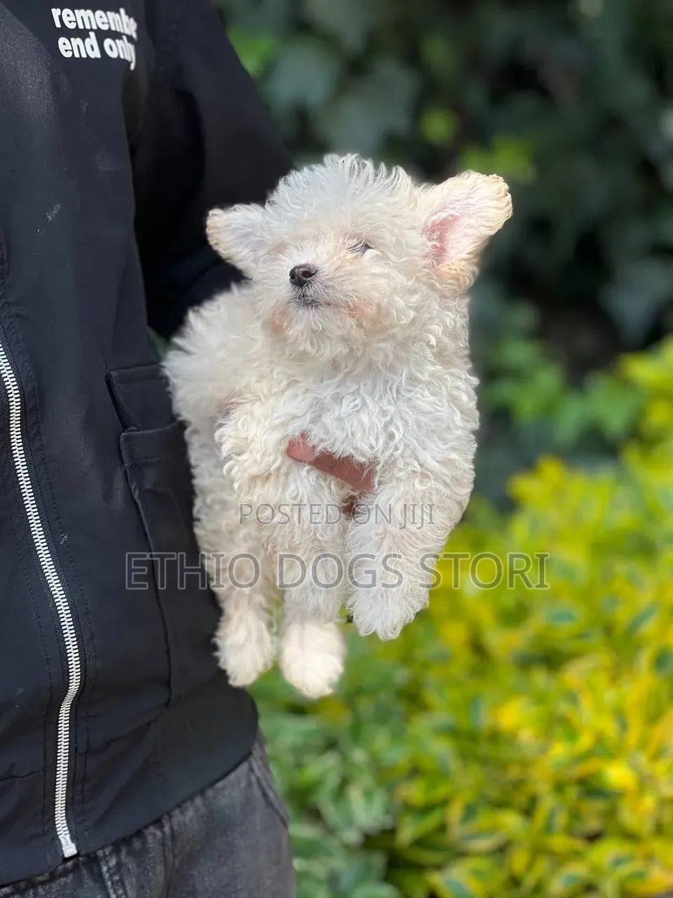1-3 months Male Purebred Maltese