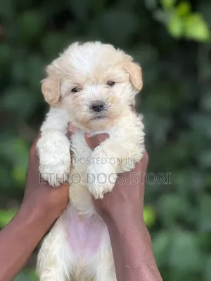 1-3 months Male Purebred Poodle