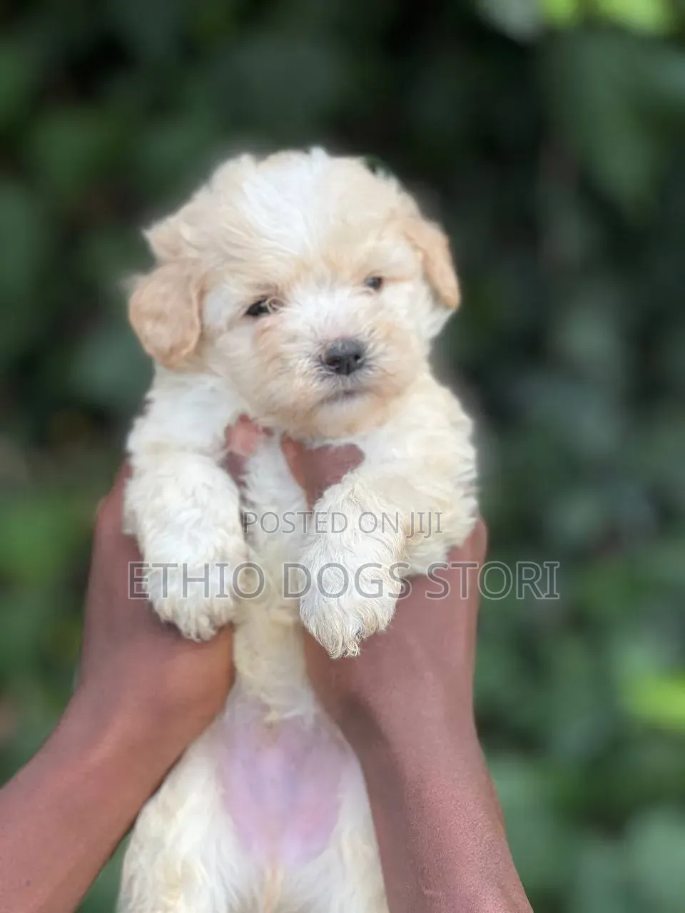 1-3 months Male Purebred Poodle