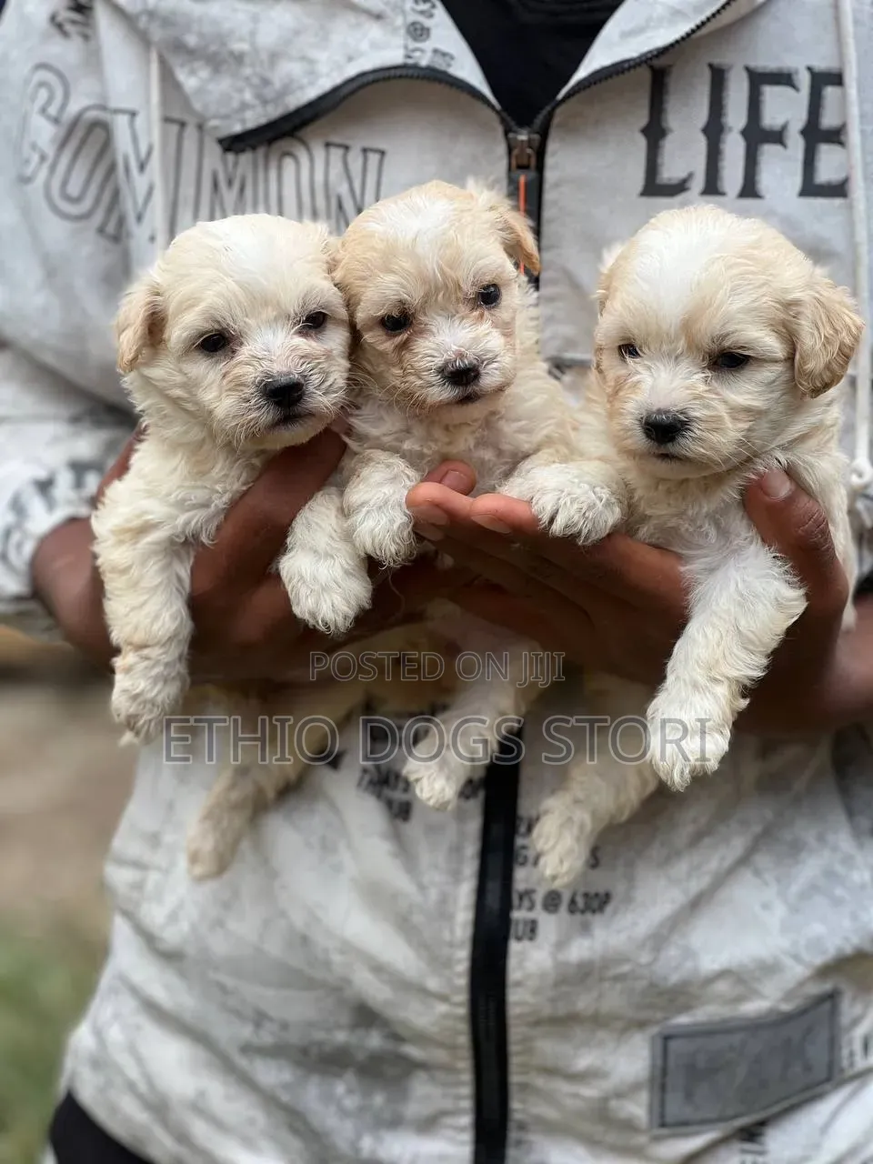 1-3 months Male Purebred Poodle