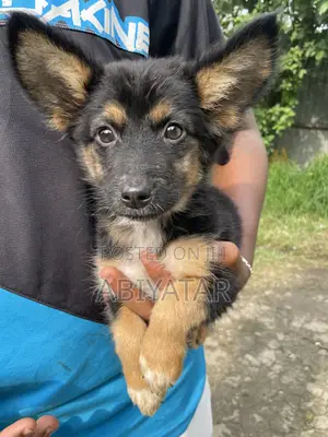 1-3 months Female Purebred Dog