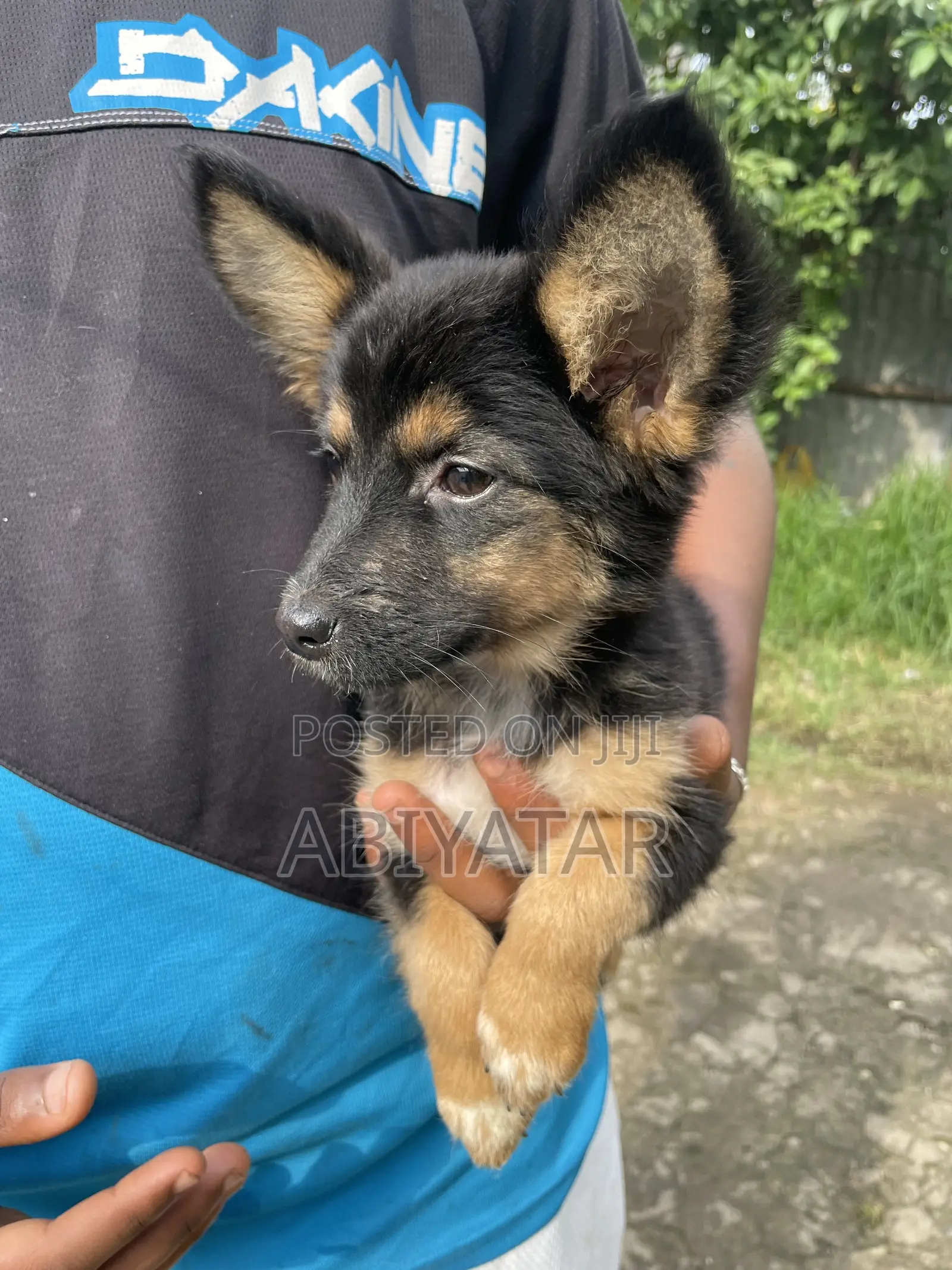 1-3 months Female Purebred Dog