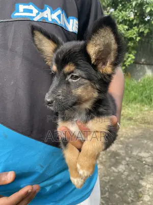 1-3 months Female Purebred Dog