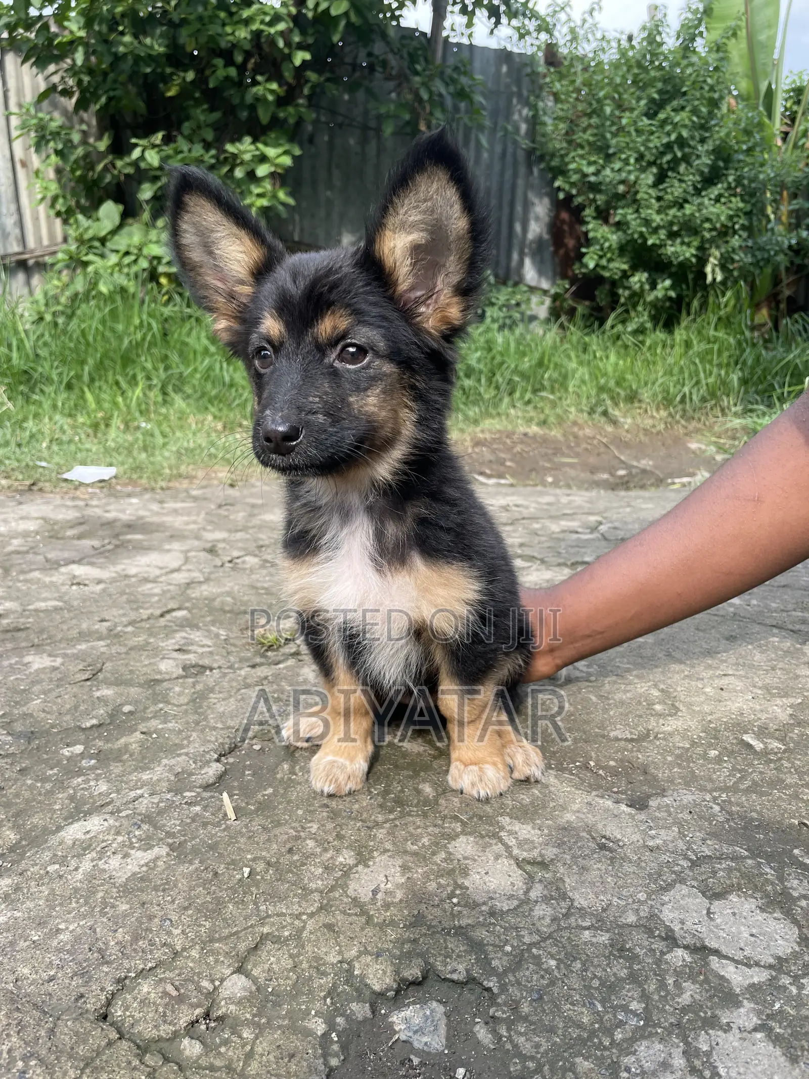 1-3 months Female Purebred Dog