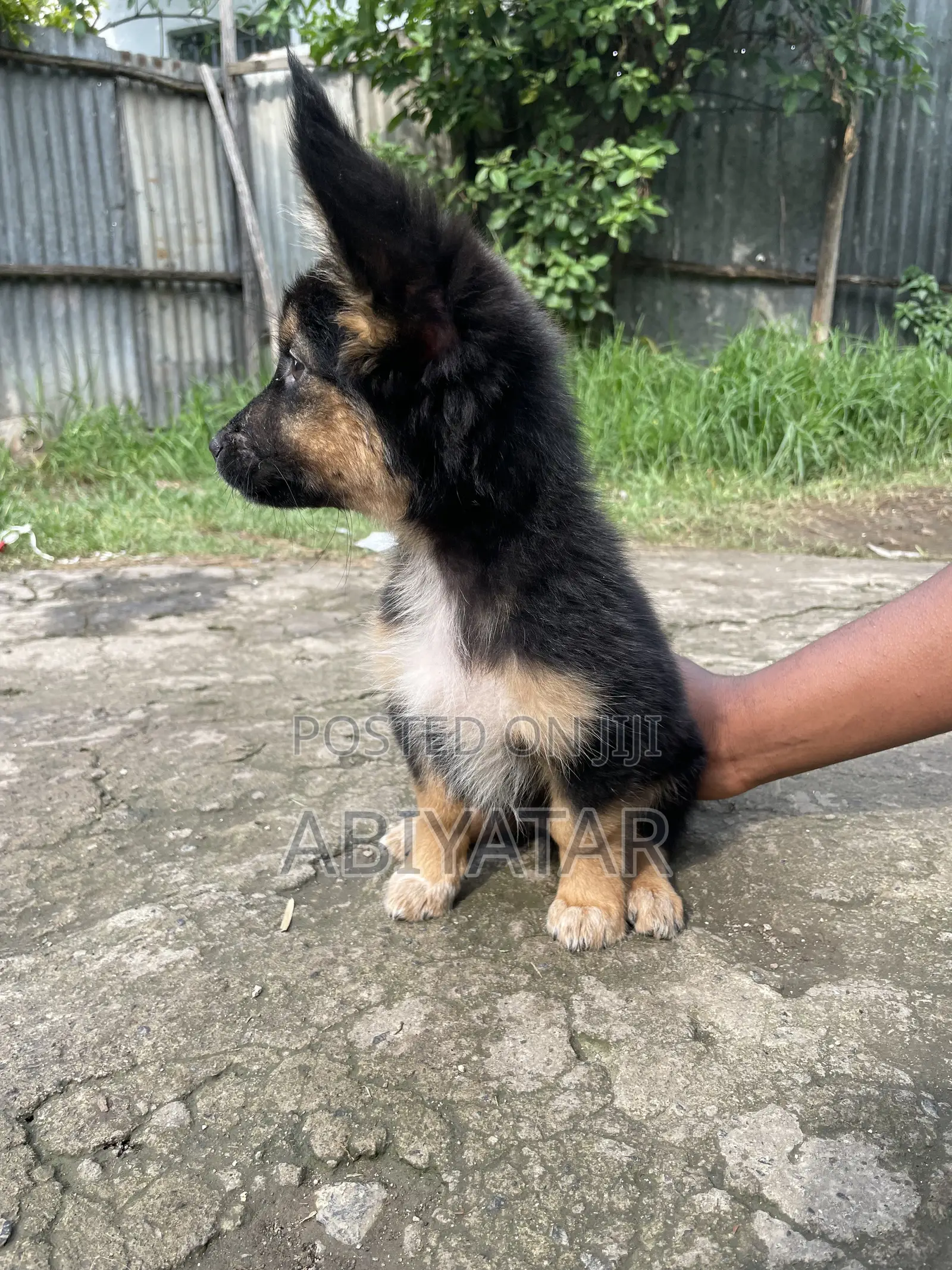 1-3 months Female Purebred Dog