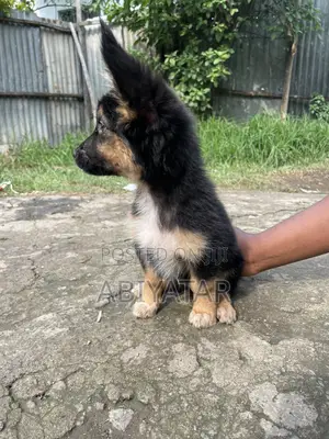 1-3 months Female Purebred Dog