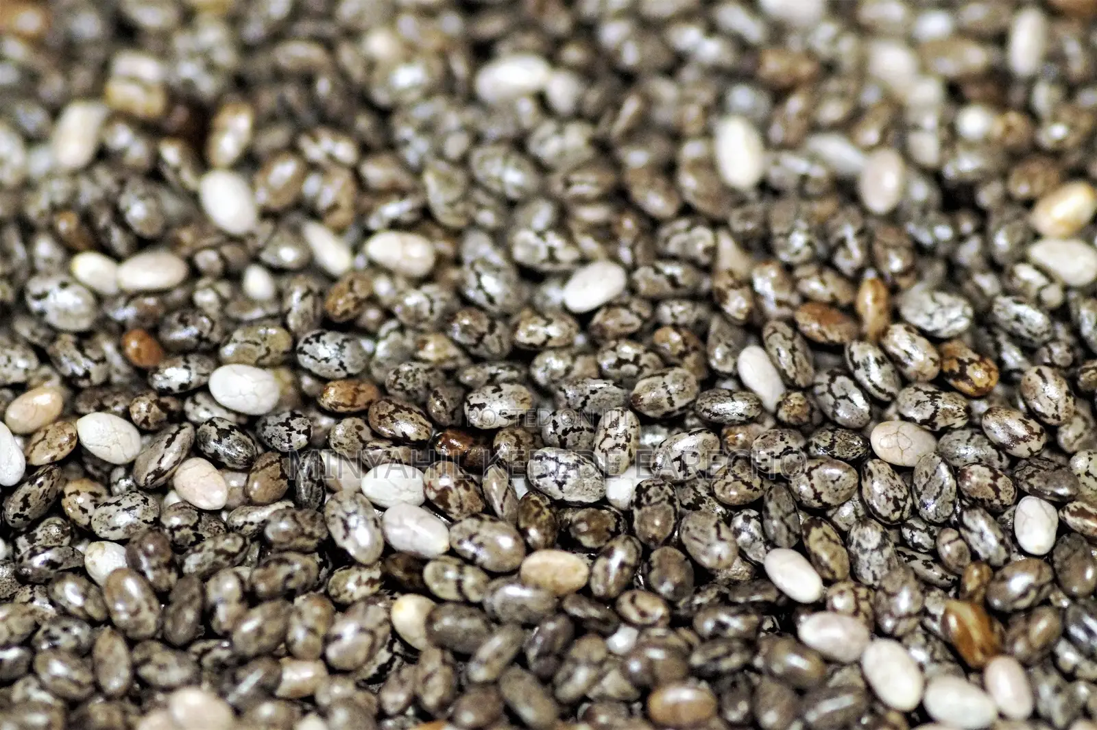 Organic Chia Seed About 4.5 Qt Available for Sell