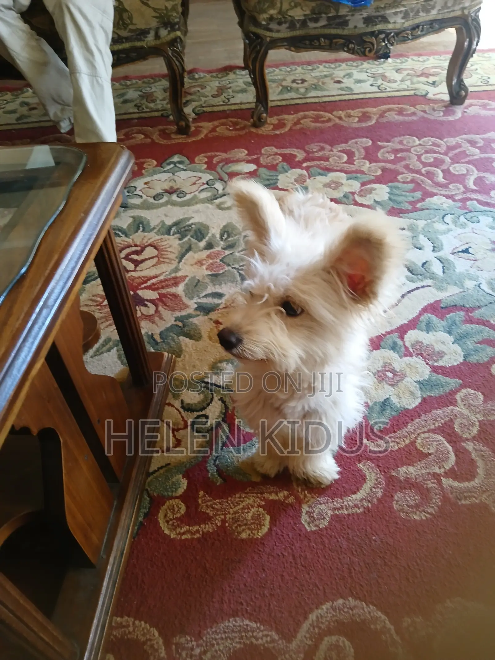 1+ year Male Purebred Maltese Shih Tzu