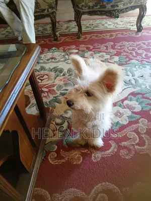 1+ year Male Purebred Maltese Shih Tzu