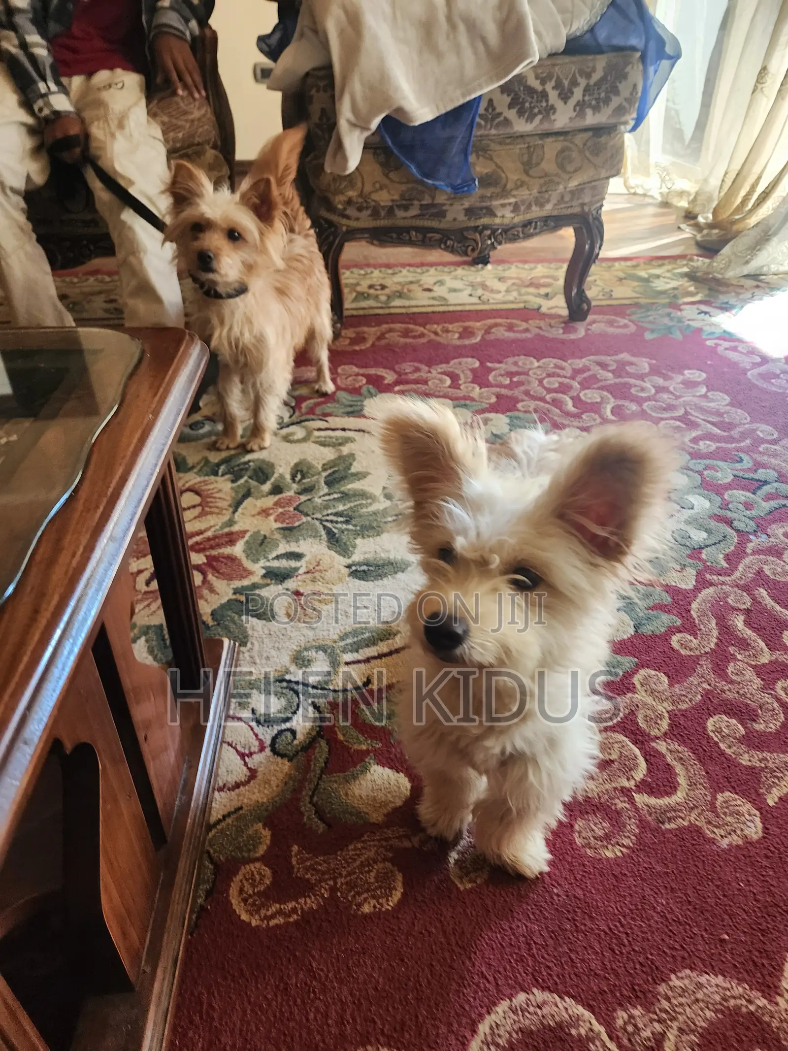 1+ year Male Purebred Maltese Shih Tzu