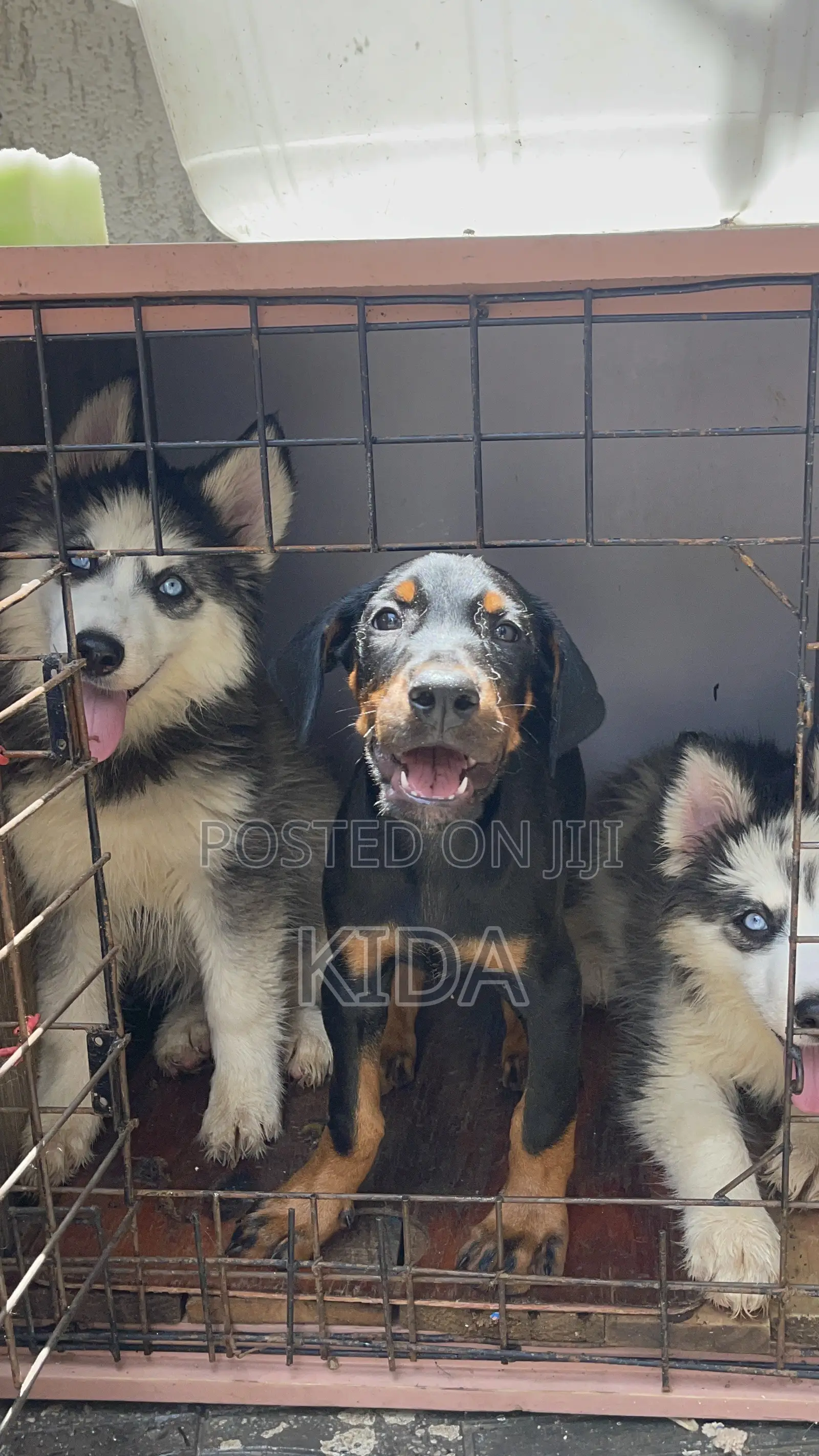 1-3 months Male Purebred Siberian Husky