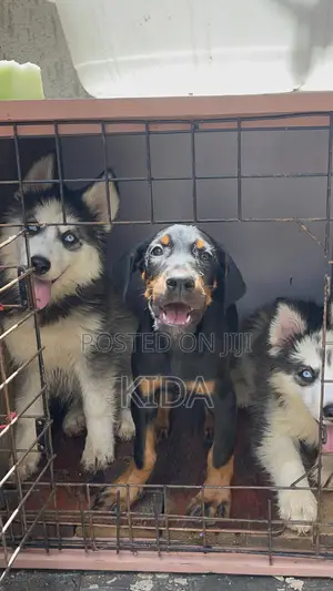 1-3 months Male Purebred Siberian Husky