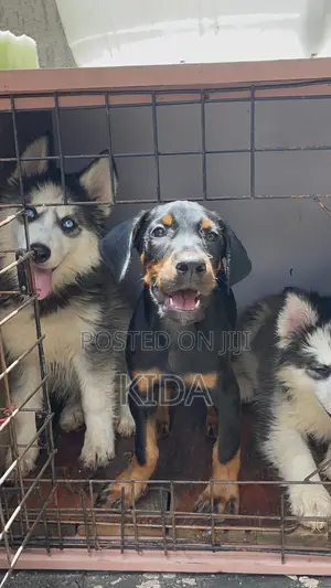 1-3 months Male Purebred Siberian Husky